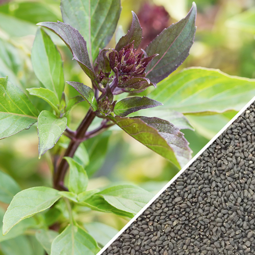 Non-GMO Basil Licorice Seeds from SeedsNow, fresh seeds for growing aromatic basil with licorice flavor.