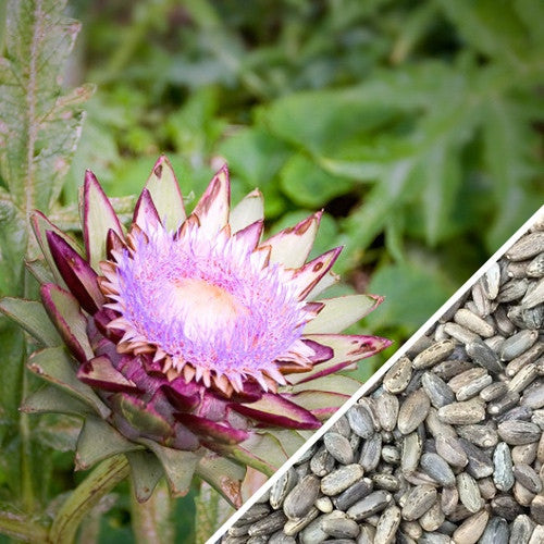 Non-GMO Cardoon seeds from SeedsNow, featuring purple artichoke thistle leaves and seed packets for planting.