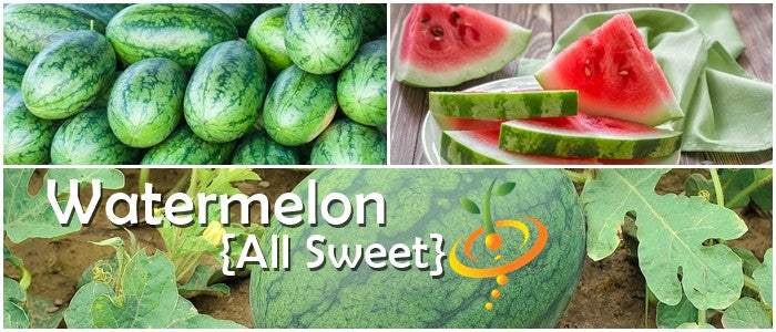 Large ripe watermelons, sliced sweet watermelon, and growing watermelon on vine labeled All Sweet Watermelon seeds