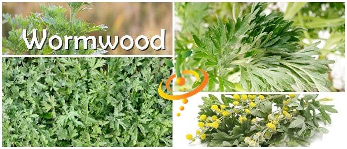 Close-up images of green wormwood leaves and yellow wormwood flowers representing wormwood seeds and plant growth.