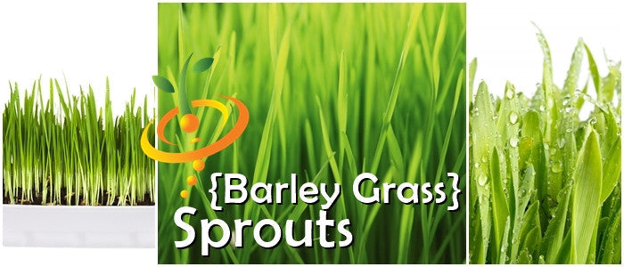 Sprouts and microgreens of barley grass seeds from SeedsNow, showing fresh green sprouting barley grass on a white background.