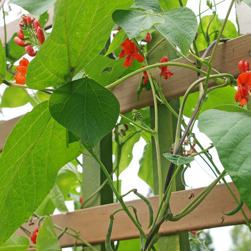 Scarlet Runner pole bean seeds from SeedsNow, showing vibrant red seeds ideal for planting and garden cultivation.