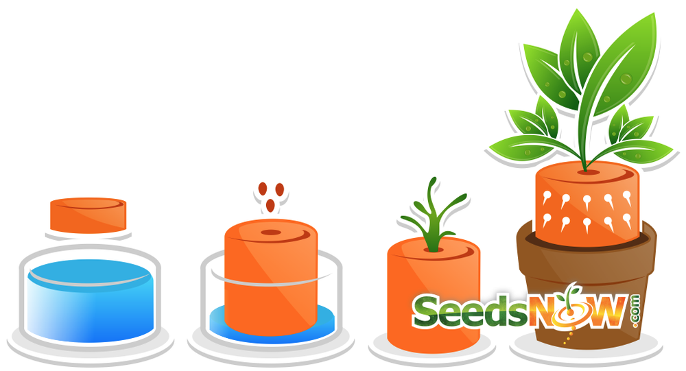 Illustration showing seed germination stages from soaking jar to sprout growing into a plant in soil pot with SeedsNow logo representing Mega Seed Bank concept