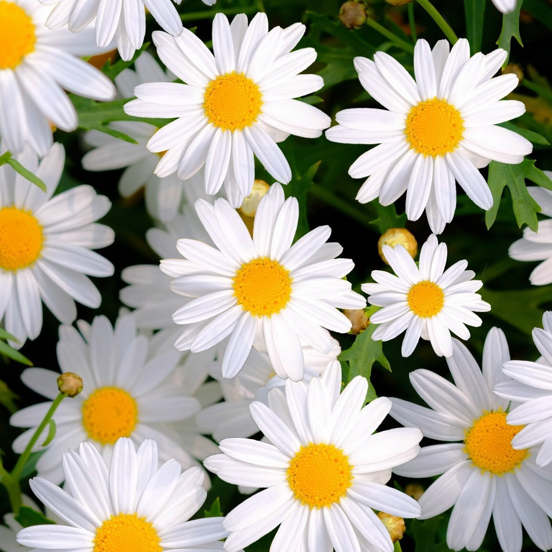 Shasta Daisy flower seeds from SeedsNow-Flowers, showing small green seed packets with detailed plant illustrations.