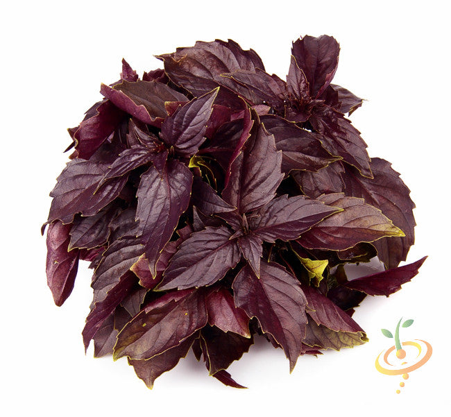 Buy Burgundy Red Velvet Leaf basil seeds for sale online in the USA! Vibrant red velvet basil leaves!