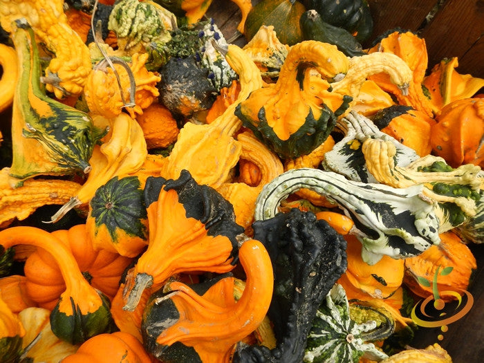 Gourd seeds for Crown of Thorns, a decorative plant with spiny stems, shown in a natural outdoor setting.
