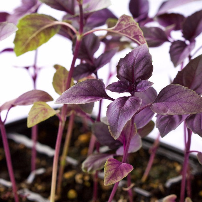 Dark Opal Purple Basil Seeds | Fragrant, Edible, and Easy to Grow