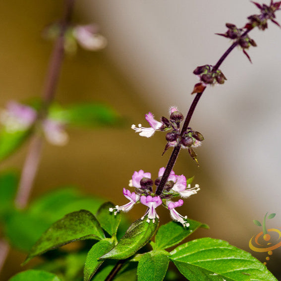 Buy Thai Basil seeds for sale online in the USA! Clove-anise flavor!