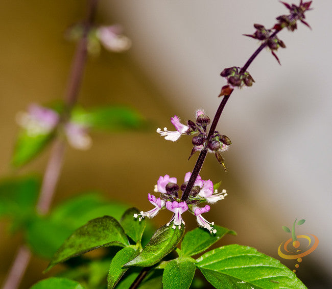 Close-up of basil herb mix seeds plant with purple stems and small pink flowers