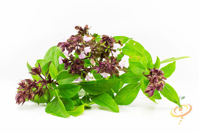 Thai basil seeds from SeedsNow, showing fresh green basil leaves and seeds, ideal for planting Thai herb in your garden or kitchen.