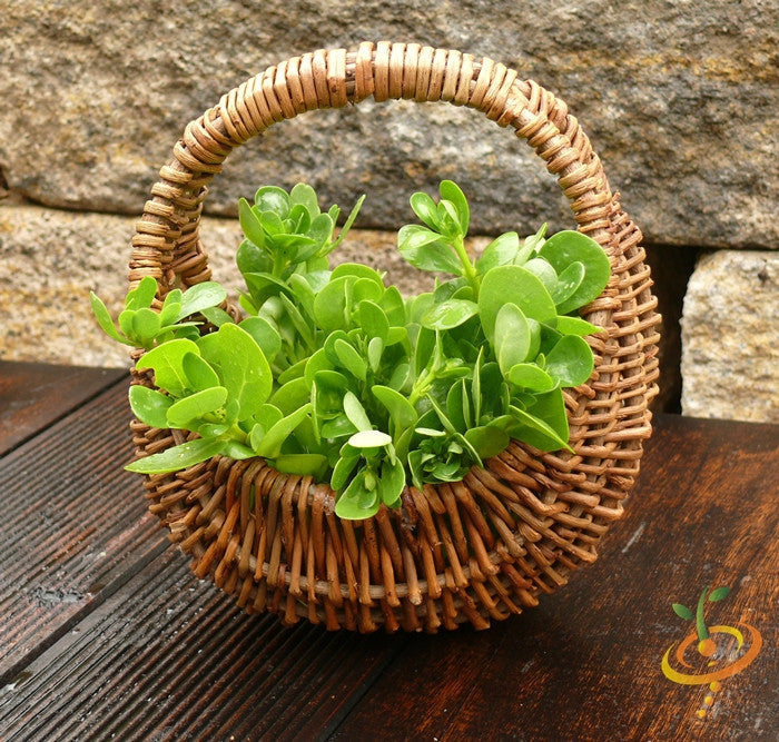 Green purslane seeds from SeedsNow.com, showing fresh, vibrant seeds suitable for planting and gardening.