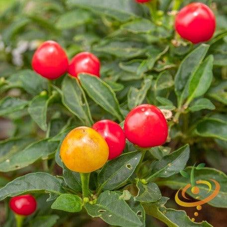 Bright red and yellow peppers from the world's hottest peppers variety pack growing on green plants