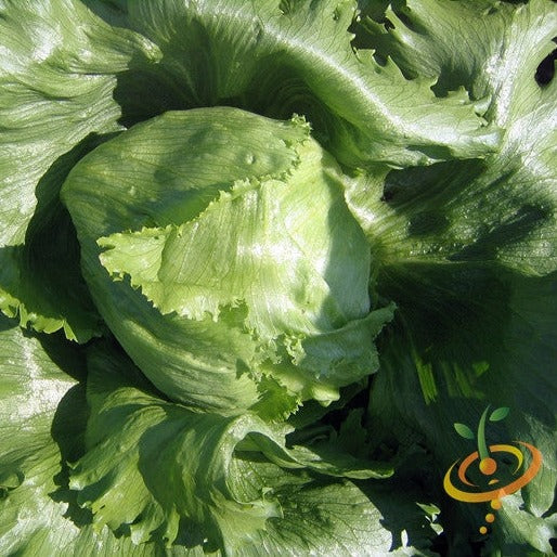 Fresh Crisphead lettuce leaves growing from SeedsNow seed packets, showcasing vibrant green, leafy vegetable on a farm.
