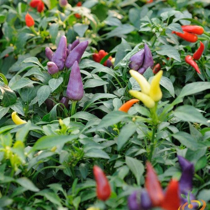 Colorful world's hottest peppers including purple, red, yellow, and orange varieties growing on plants