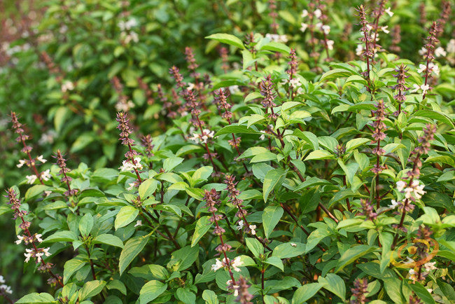 Thai basil seeds from SeedsNow, showing fresh green Thai basil leaves on a rustic wooden surface.