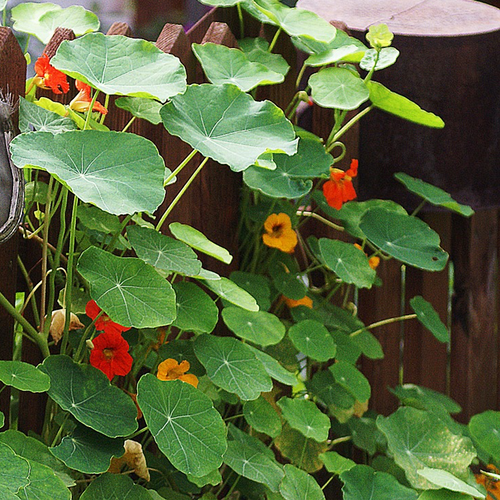 Buy Tall Trailing Mix Nasturtium Flower Seeds Online from the USA!