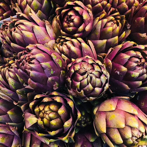 Violet Star Artichoke Seeds | Dramatic Purple Flower Buds & Perennial Growth