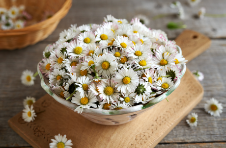Close-up of English White Daisy (Bellis Perennis) flower with white petals and yellow center in garden setting