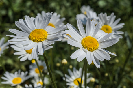 Close-up of Ox-Eye Daisy seeds for planting in full sun gardens