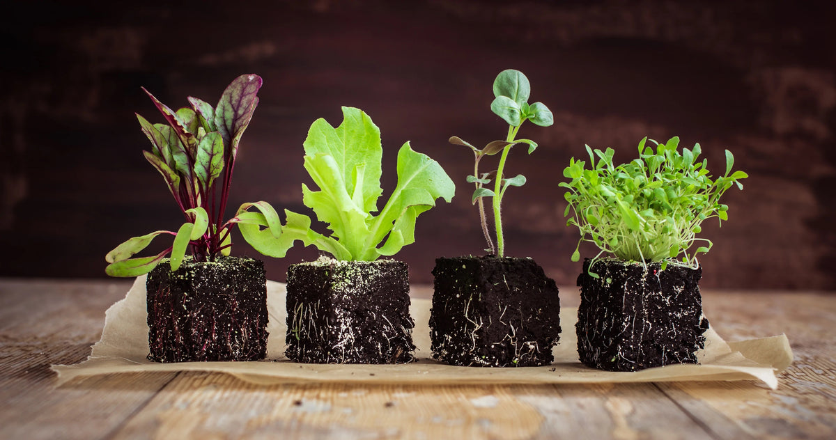 Custom Seed Bank - SeedsNow.com - *Seed Banks
