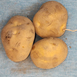 Organic Yellow Finn potato seed tuber from SeedsNow-Potatoes, showcasing round, yellow-fleshed late-season potato for planting.