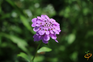 Wildflowers - Forever Pink Scatter Garden Seed Mix - SeedsNow.com