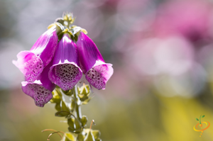 Wildflowers - Partial Shade Scatter Garden Seed Mix - SeedsNow.com