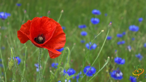 Wildflowers - Righteous Red Scatter Garden Seed Mix - SeedsNow.com