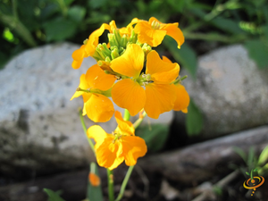 Wildflowers - Fragrant Flower Scatter Garden Seed Mix - SeedsNow.com