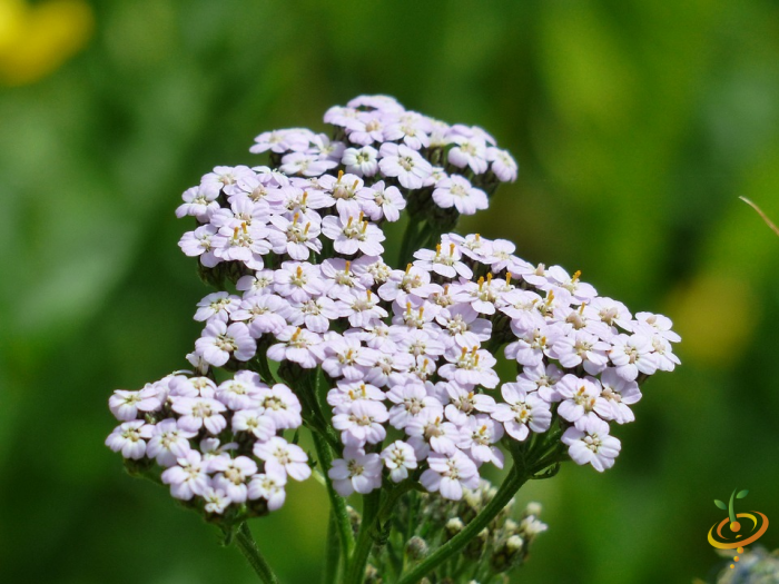 Wildflowers - Deer Resistant Scatter Garden Seed Mix - SeedsNow.com