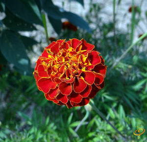 Wildflowers - Righteous Red Scatter Garden Seed Mix - SeedsNow.com