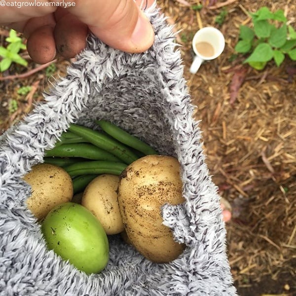 Organic Yellow Finn potato seed tubers, late-season variety, shown in a close-up image for planting and gardening.