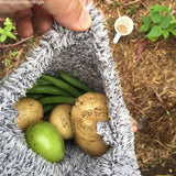 Organic Yellow Finn potato seed tubers, late-season variety, shown in a close-up image for planting and gardening.
