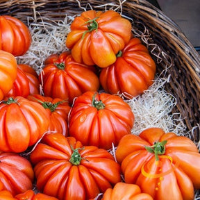 Tomato Beefsteak Seeds - Ponderosa Red, Indeterminate, Heavy Yields Basket of ripe Ponderosa Red Beefsteak tomatoes with bright red, ribbed, large fruit