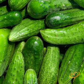 Buy National Pickling Cucumber seeds online in USA! Pickling & slicing