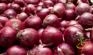 Onion - Red Burgundy (Short Day).