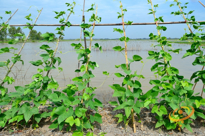 Bean (Pole) - Kentucky Wonder, Brown.