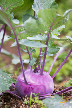 Kohlrabi - Vienna, Purple.