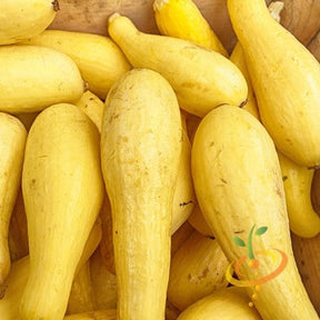 Yellow Crookneck summer squash seeds from SeedsNow, featuring fresh squash and seeds on a white background.