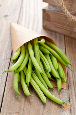 Bean (Bush) - Kentucky Wonder, White.