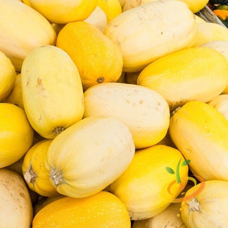 Squash (Winter) - Spaghetti - SeedsNow.com