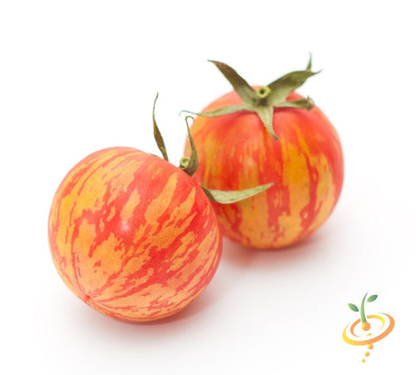 Heirloom Mr. Stripey indeterminate tomato plant with ripe red and yellow striped tomatoes on the vine, ready for harvest.