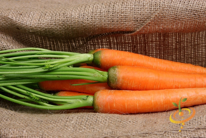 Carrot - Tendersweet, 7" Long.