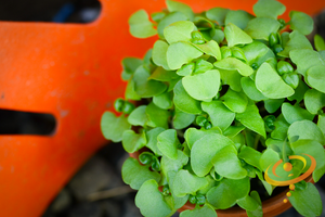 Sprouts/Microgreens - Basil, Green - SeedsNow.com