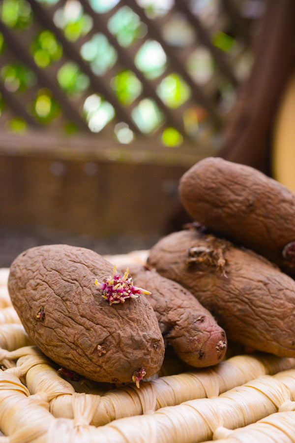 Potato (Late-Season) Fingerling - Red Thumb (Organic/Heirloom) - SeedsNow.com