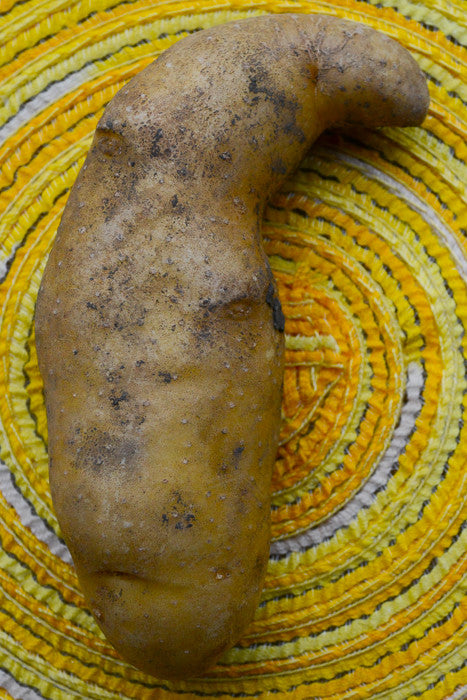 Potato (Late-Season) Fingerling - Russian Banana (ORGANIC) - SeedsNow.com