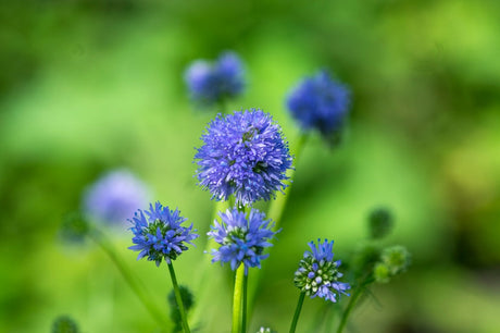 Close-up of Globe Gilia flowers from SeedsNow-Flowers, showcasing delicate purple blooms and vibrant green foliage.