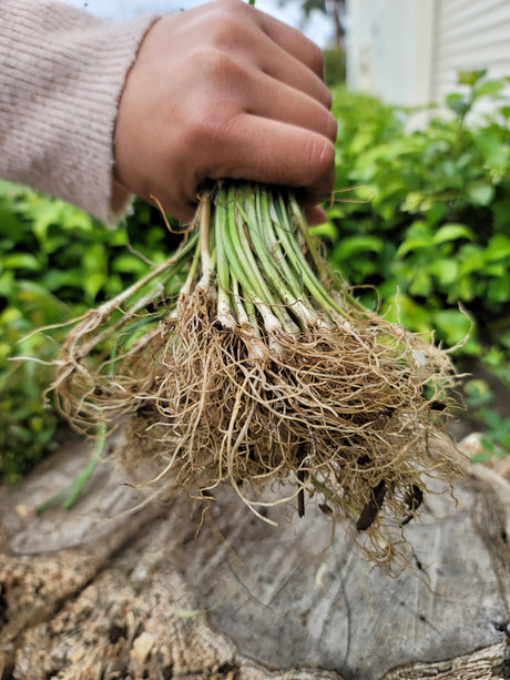 Fresh leek transplants with an OG American flag label, ready for planting in vegetable gardens.