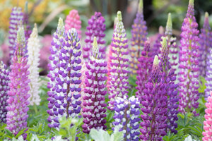 Flowers - Lupine, Russell Mix - SeedsNow.com