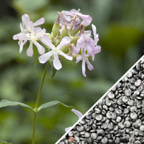 Soapwort flower seeds from SeedsNow, showing small, green seed packets with images of Soapwort plant flowers.
